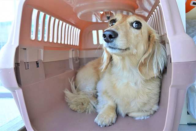 すぐに動物病院を受診すべき危険サイン