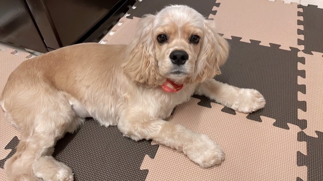 犬の足裏のバリカンと併用したい室内の滑り対策