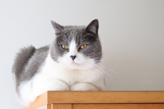 まとめ：猫の「隠れたい」本能を満たして、快適な住まいづくりを
