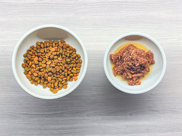 猫の便秘を解消する方法【自宅でできるケア】