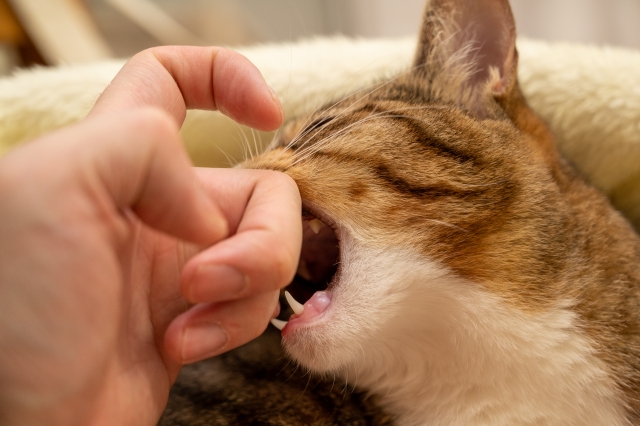 子猫の噛み癖を放置するリスク