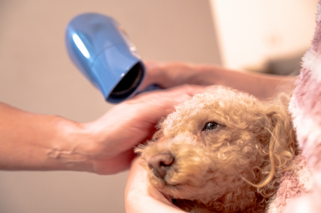 ドライヤー嫌いを克服するポイント