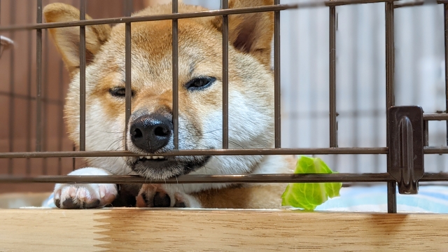 柴犬をマンションで飼う際によくある疑問