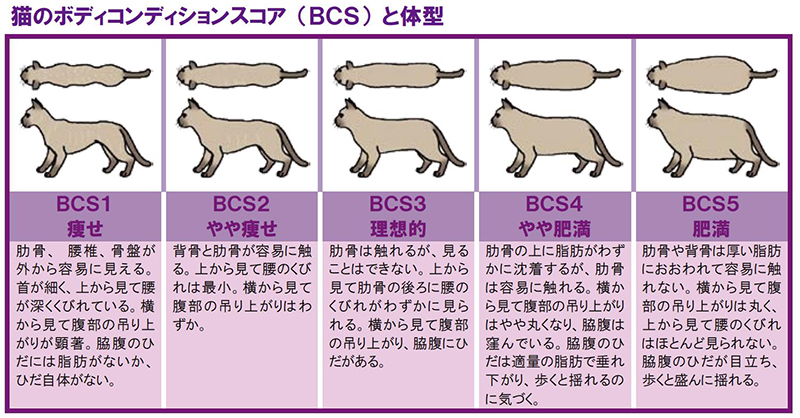 猫のボディコンディションスコア（BCS）