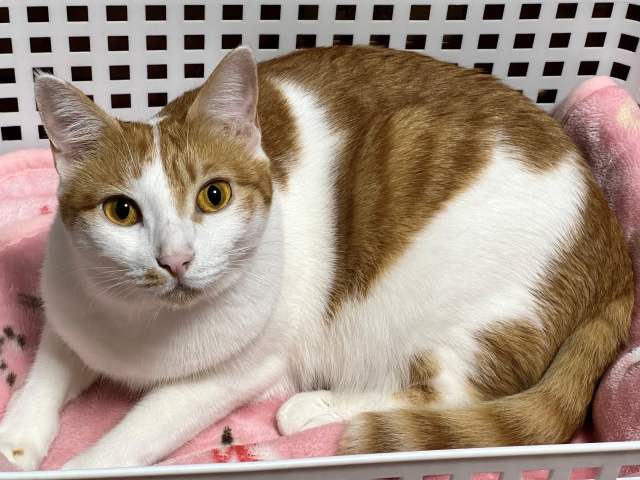 一人暮らしで猫を飼うときの注意点