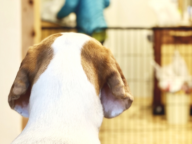 犬用ゲートは愛犬の体格と設置場所に合わせて選ぼう