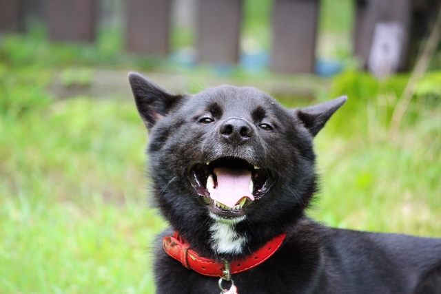 甲斐犬の性格の特徴