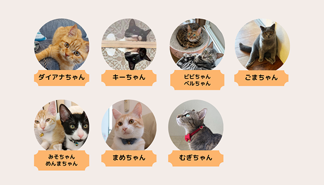 部員紹介｜猫とのくらし部