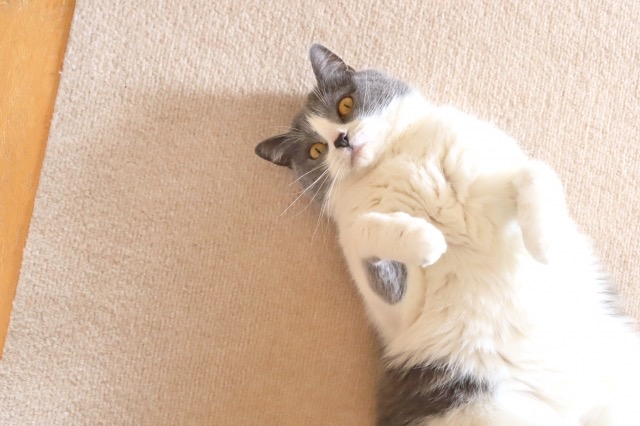 性格だけじゃない、猫の去勢のメリット・デメリット