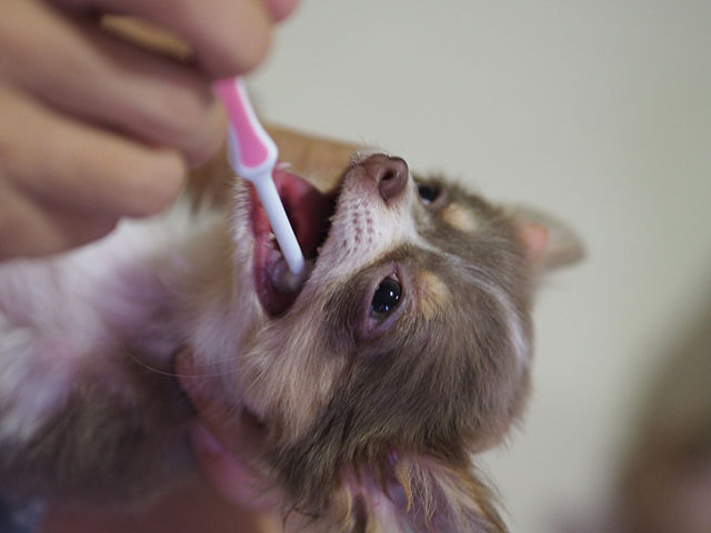 犬種・年齢別の歯石予防のポイント