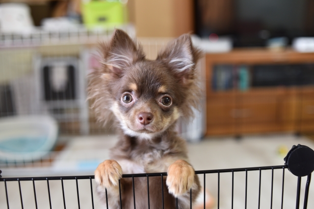 サークルの選び方を理解して愛犬が安心できる生活空間を作ろう