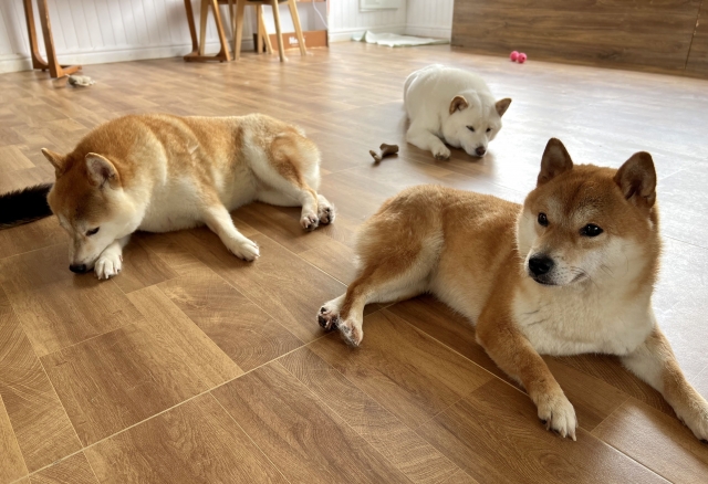犬を多頭飼いするメリットとは？