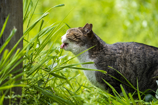 ダニはどこで猫に寄生する？