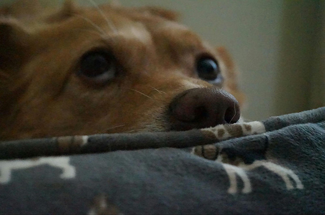 愛犬が花火を怖がっているときのサイン