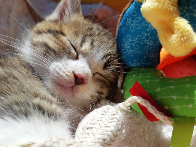 【年齢別】猫の睡眠時間の目安