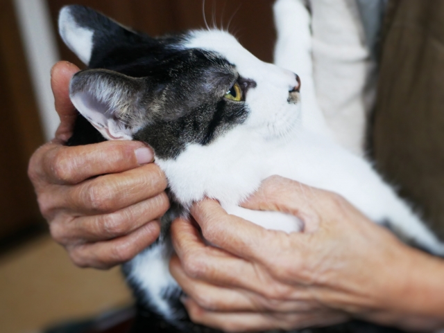 老後・定年後に猫を迎える前の注意点