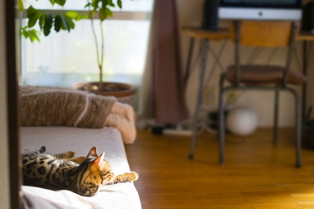 ベンガルに適した住環境の整え方