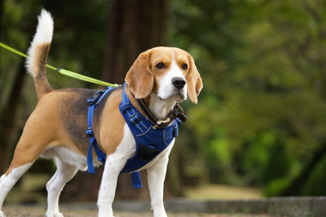 ビーグルの抜け毛は多い！他犬種との比較でわかる実態