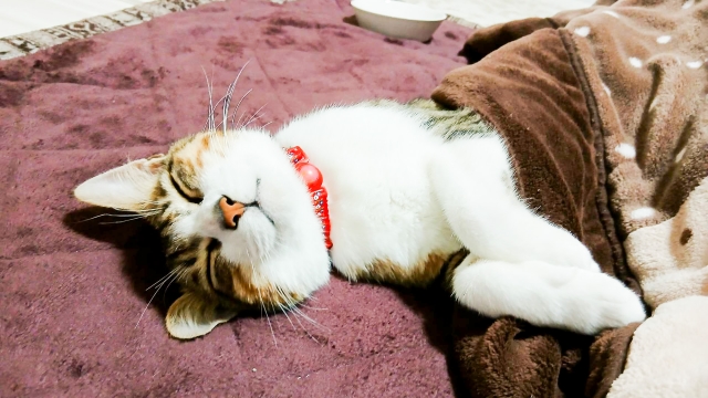 【まとめ】睡眠時間は猫の健康のバロメーター