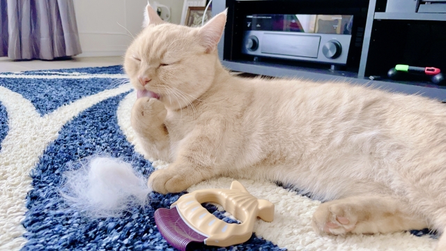 猫が毛づくろいで毛玉を吐く原因と毛球症の対策
