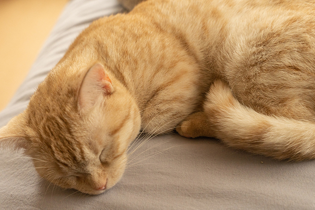猫の骨折で見られる主な症状とサイン