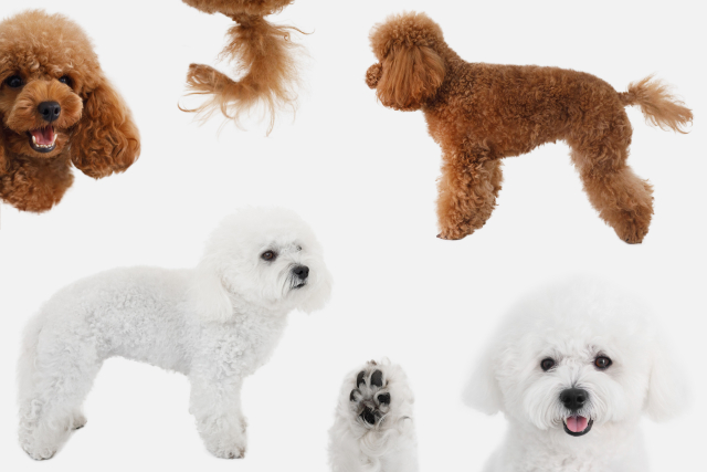 トイ・プードルとビション・フリーゼの見た目の違い!似てる2犬種の見分け方