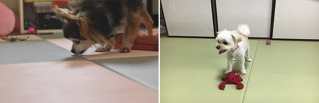 畳なのに毛が掃除しやすい｜わんにゃんスマイル畳