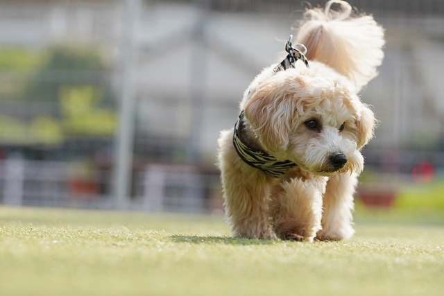ミックス犬・雑種犬の見た目の違いと健康面の特徴