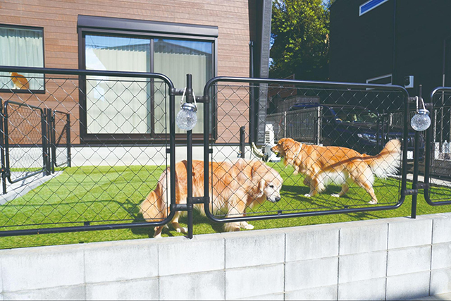 朝4時のモーニングコール。犬と猫と始まる家族の一日