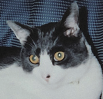 猫とのくらし部 C021／東京都・Fさん ロロくん（当時19歳）