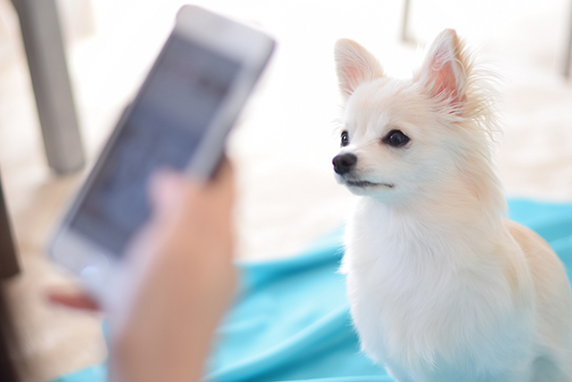 犬に優しい加湿器・加湿空気清浄機を選ぶポイント