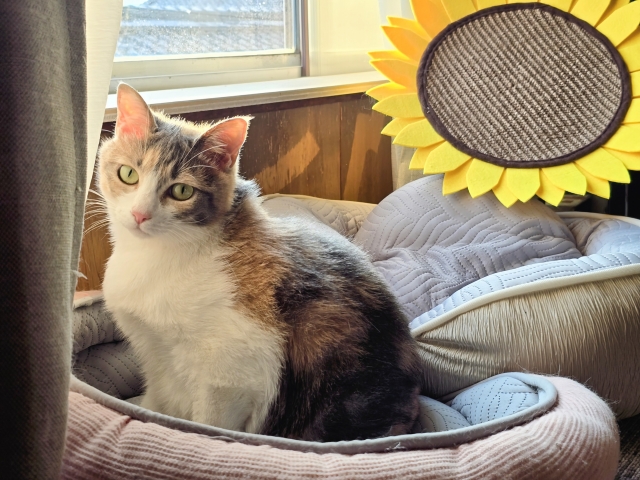 猫にとって快適な室内環境を保つ工夫