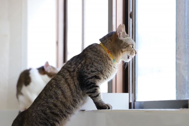 窓辺で猫を安全に過ごさせるための対策