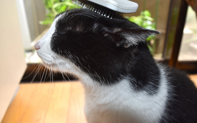 【まとめ】ブラッシングで愛猫も飼い主さんも快適！