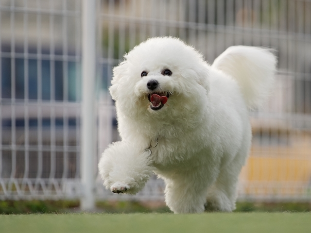 トイ・プードルとビション・フリーゼの性格の違いとは?