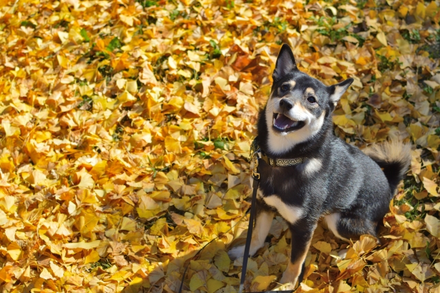 犬が秋に注意したい体調変化とトラブル