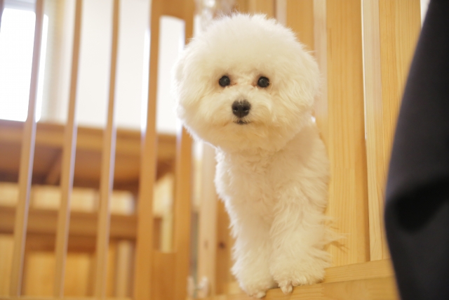 ビション・フリーゼは「体臭が少ない」とされる犬種