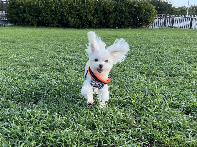 マルチーズの性格の特徴