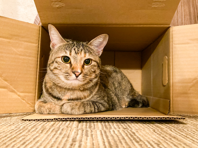 一人暮らしのペットとの暮らしに関するよくある質問