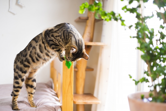 オスとメスで性格が違う？それぞれの傾向と接し方