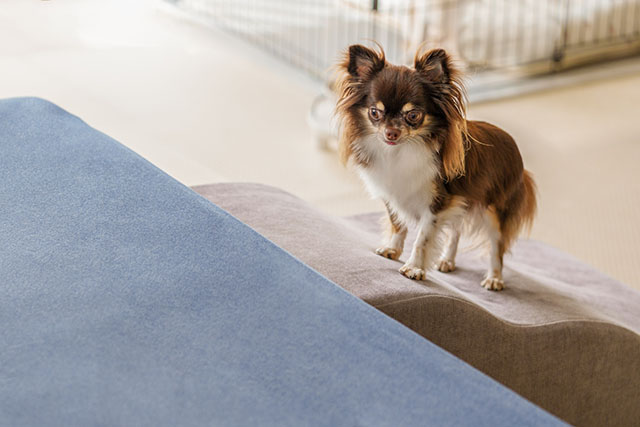 犬の椎間板ヘルニアを悪化させない住環境の工夫
