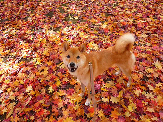 犬は季節の変わり目に下痢をしやすい？