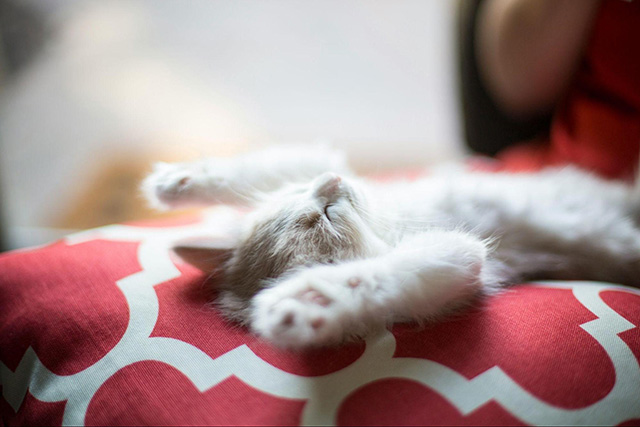 秋に猫が快適に過ごせる室温は21〜28℃が目安