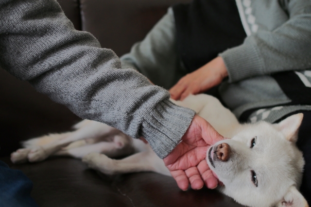 住環境を整えれば柴犬はマンションで飼える！