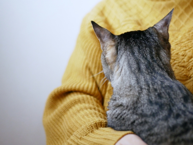 【まとめ】寝たきりの愛猫の介護は無理せず状態に合わせて行おう