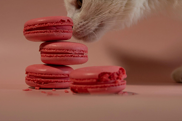 愛猫におやつを与えるときの注意点