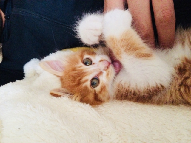 【まとめ】子猫の噛み癖を直すには愛情と一貫性が大切！