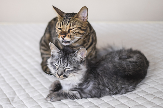 猫の感染症はどううつる?主な感染経路を解説