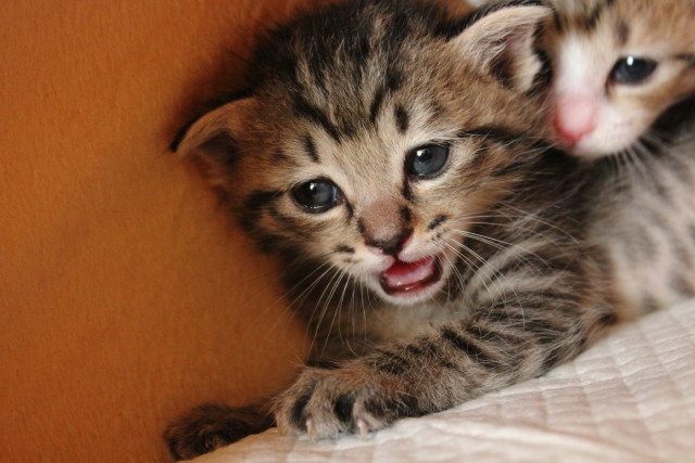 【まとめ】鳴き声をよく聞いて子猫の気持ちを知りましょう！