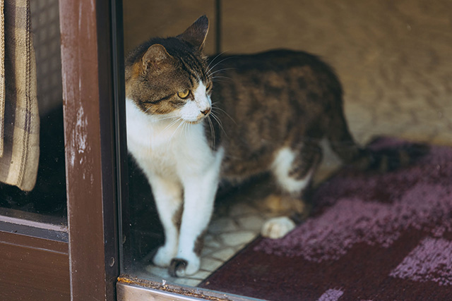 猫がダニに刺された時の対処法